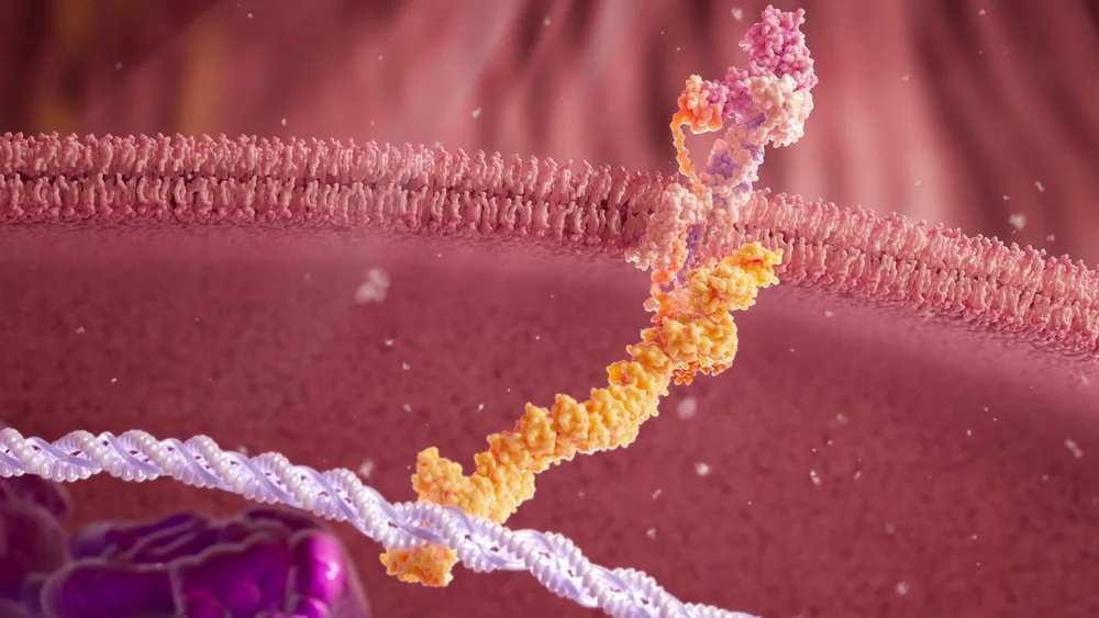 A golden protein structure connecting the inside of a cell to its pink membrane