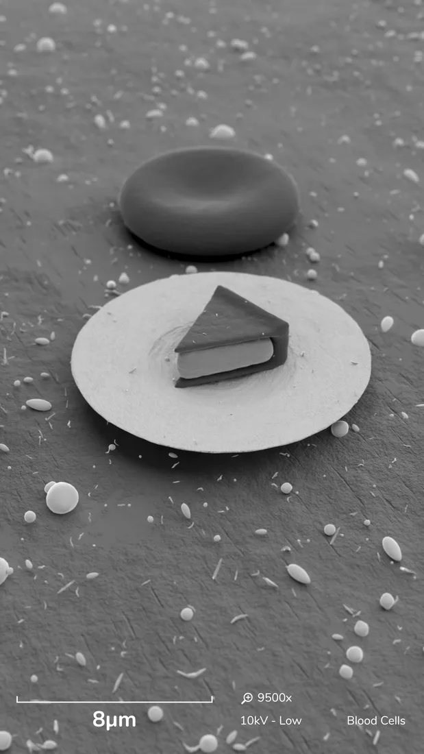 A seasonal science animation featuring a plate and food forms in a microscopic landscape